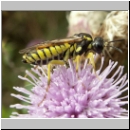 Tenthredo notha - Blattwespe w05.jpg